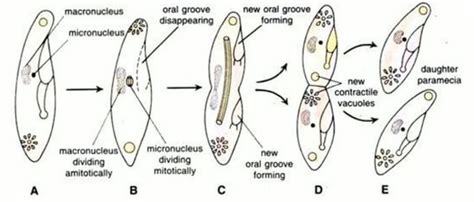 Paramecium: Everything You Need to Know – Microscope Clarity