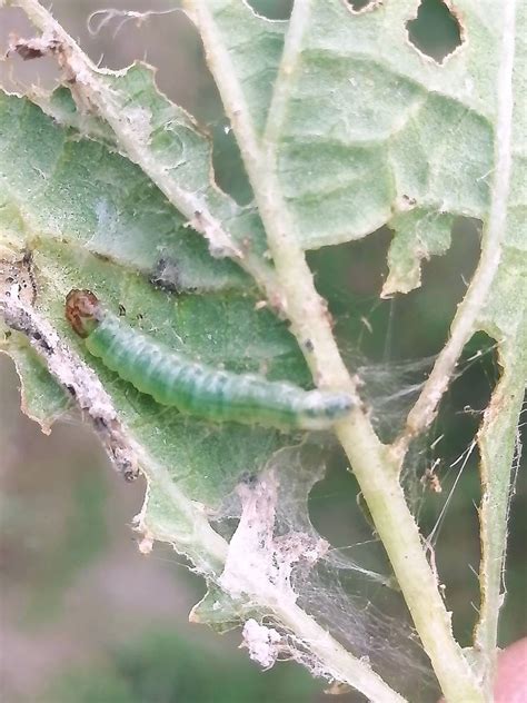 Okra Leaf Roller By Zahid Nazir On Youpic