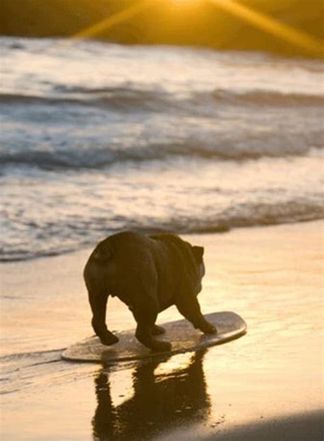 40 Cute and funny Pictures of Animals Enjoying Beach - Tail and Fur