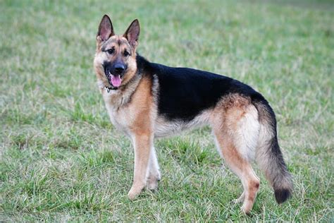 Alman Kurdu Cinsi Köpek Özellikleri ve Bakımı