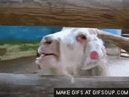 Goat GIF - Find & Share on GIPHY