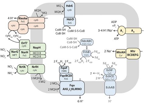 Tentative Metabolic Pathway Model Of Membrane Bound Electron Transport Download Scientific