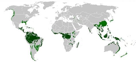 Florestas tropicais conheça as maiores do mundo Mar Sem Fim