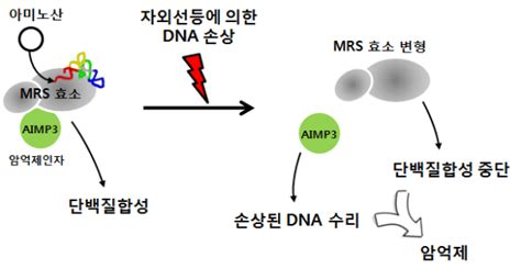 세포내 암발생과 단백질합성 동시조절효소 발견글로벌프론티어사업 의약바이오컨버젼스연구단 김성훈 단장 권남훈 박사 Bric