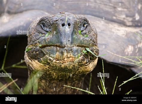 A Galapagos Giant Tortoise Geochelone Elephantopus In A Grassy Field