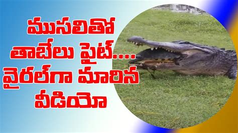 Hungry Alligator Tries To Eat Turtle Turtle Escaped Trending