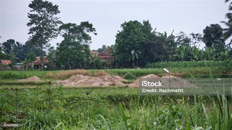 Panen Padi Sawah Dengan Alat Tradisional Foto Stok Unduh Gambar