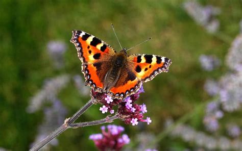 10 Great Nectar Plants For Butterflies And Moths The Telegraph