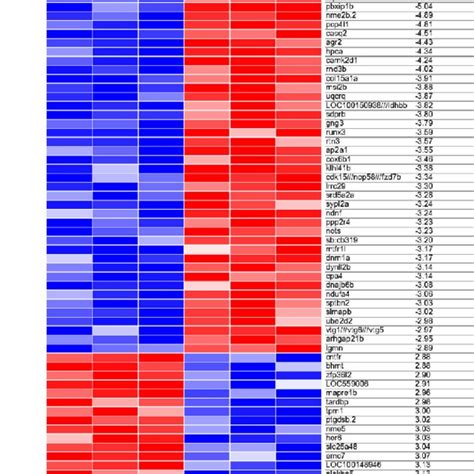 Heat Map Of The Top 50 Up Regulated And Down Regulated Differentially