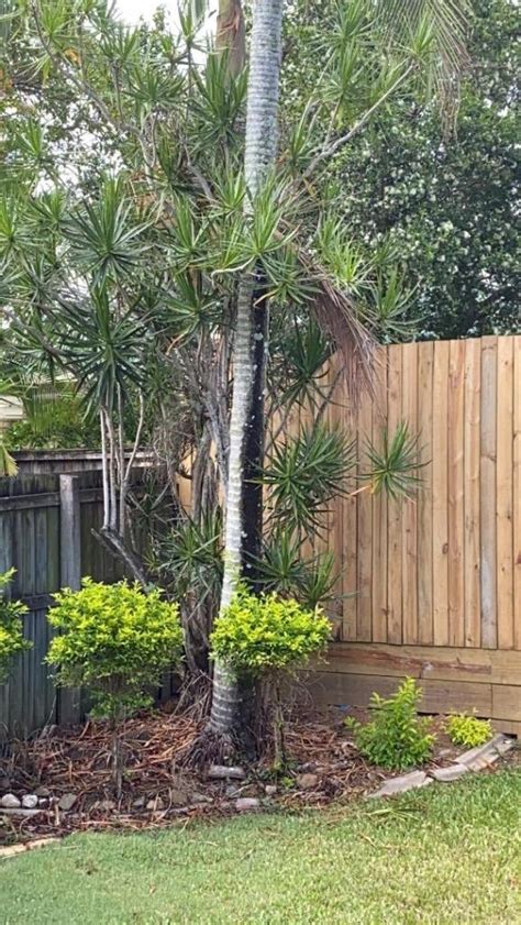 Tree Trunk Rot Help Plz Discussing Palm Trees Worldwide Palmtalk