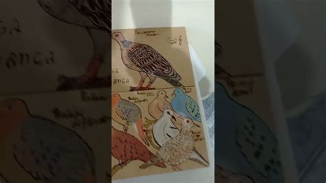 Caixas Personalizadas Desenhos De Aves YouTube