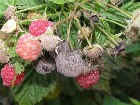 Raspberry - Treatments, most common diseases and pests of this shrub ...