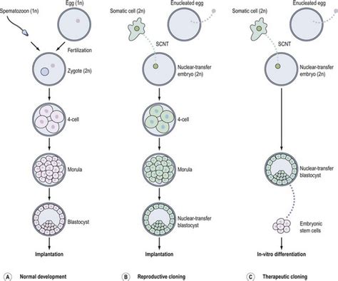 Fertilization to implantation | Obgyn Key