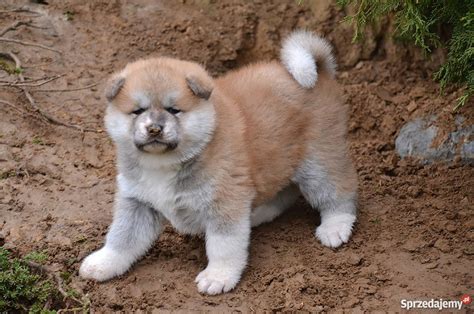 Akita Inu Szczeniaki białe i czerwone Trzebnica Sprzedajemy pl