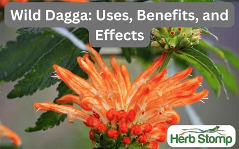 Wild Dagga: Uses, Benefits, and Effects • Herb Stomp