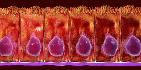 Simple columnar epithelium stock illustration. Illustration of human ...