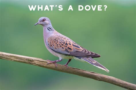 Dove Spiritual Meaning Lore And Symbolism Spiritualblossom