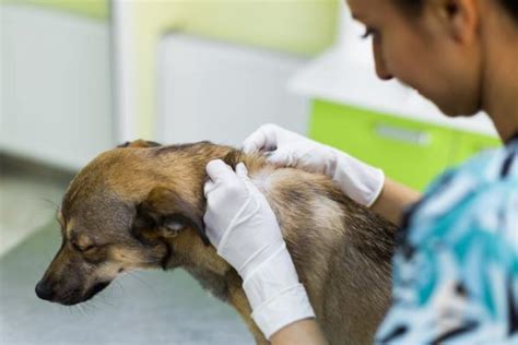 Enfermedades De La Piel En Los Perros Tipos Con Fotos