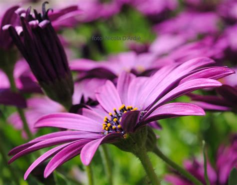 by Nicola D Ardiè fotoamatore FIORI E PIANTE