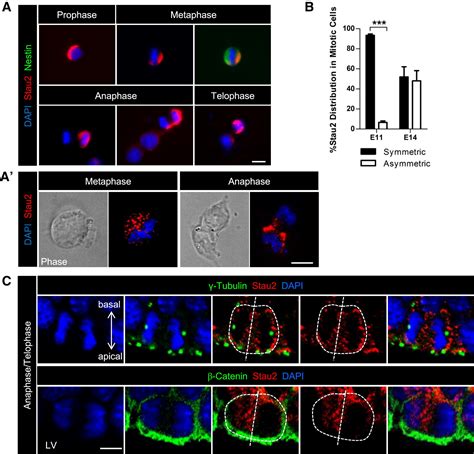 Asymmetric Segregation Of The Double Stranded Rna Binding Protein