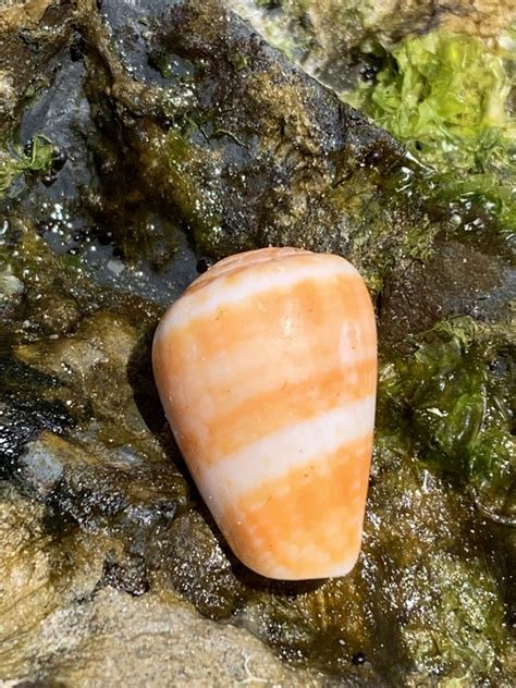 Black End Cone From Yuraygir National Park Barcoongere NSW AU On