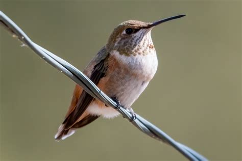 Rufous Hummingbird - Native Here Nursery