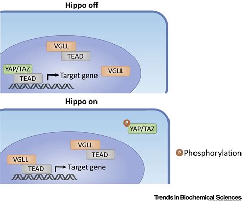 Regulation Of The Hippo Pathway Transcription Factor Tead Trends In