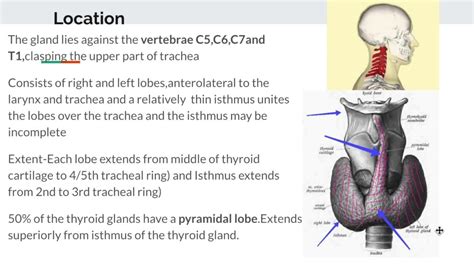 Thyroid Gland Anatomy