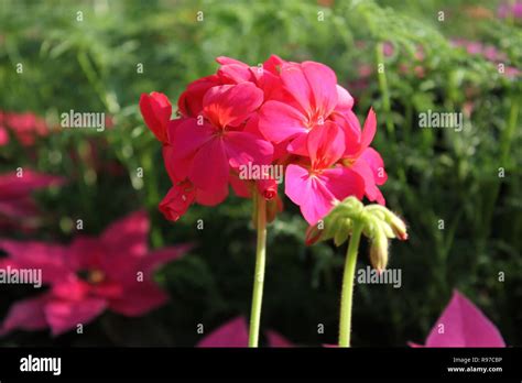 Pelargonio Geranio Perfumado Pelargonio O Cig E A Hermosas Flores