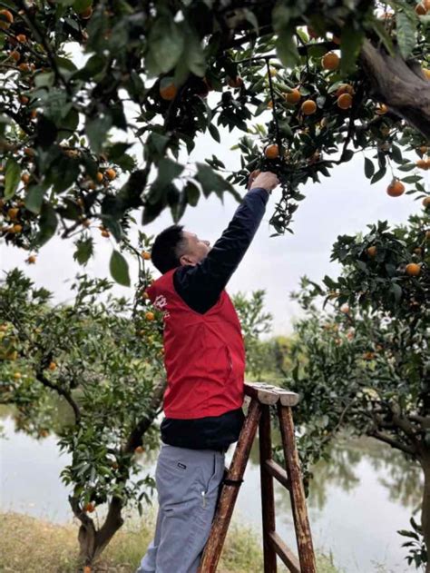 践行红色助农，传承红色基因—平安普惠嘉兴分公司志愿者爱心助农在行动 南方企业新闻网