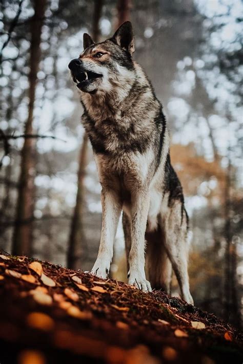 A Wolf Standing On Top Of A Pile Of Leaves