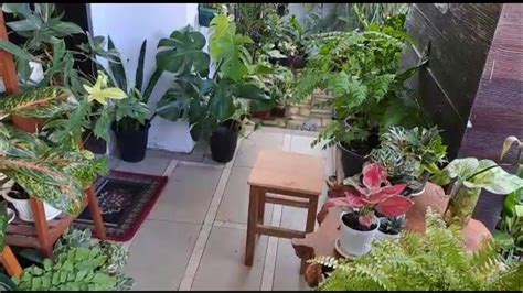 Teras Rumah Sore Hari Memangkas Daun Calathea Yang Tua Dan Update