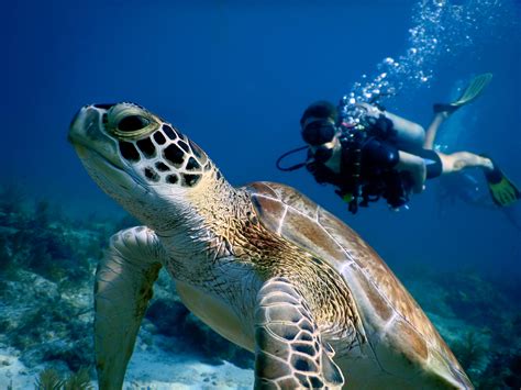 Sea Wonder: Green Sea Turtle | National Marine Sanctuary Foundation