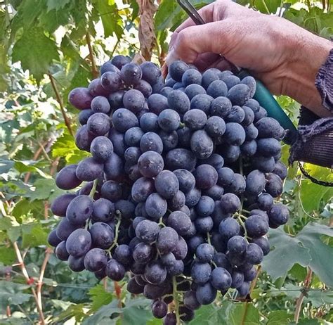 Виноград кишмиш Иванка (синий) — Магазин посадочного материала из ...