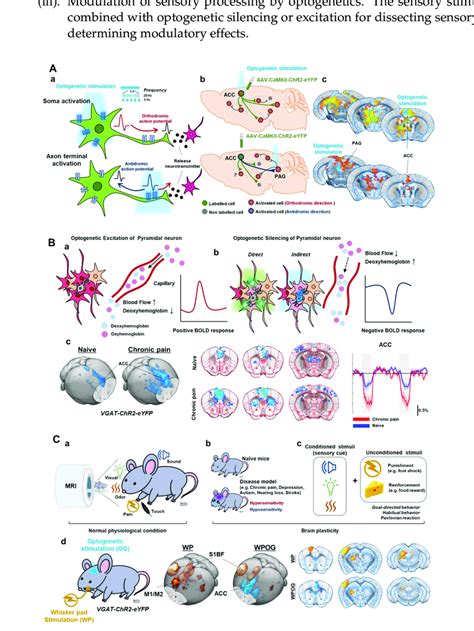 Optogenetic Strategies For Fmri A Optogenetic Stimulation Of