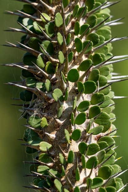 Una Planta De Cactus Con Hojas Verdes Y Una Mancha Blanca En La Parte