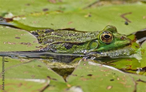 Foto De Kleiner Gruener Wasserfrosch Gut Getarnt Zwischen Seerosen