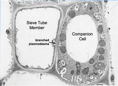 Companion Cells, Xylem & Phloem | Overview & Functions - Lesson | Study.com