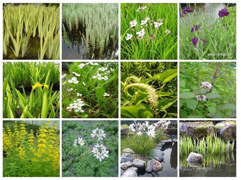 plantes pour bassins extérieurs construire une rocaille aquatique