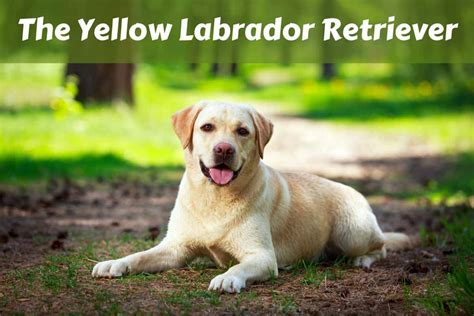 Yellow Labrador Retriever Facts - Labrador Training HQ