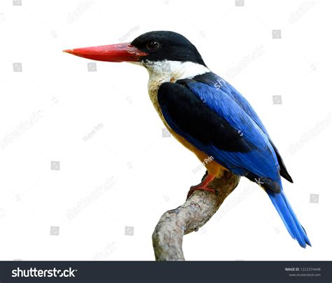 Fascinated Blue Bird Black Head Red Stock Photo 1222374448 | Shutterstock