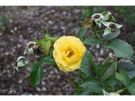 Types of Yellow Rose Bushes to Brighten Up Your Garden - Harvest Indoor