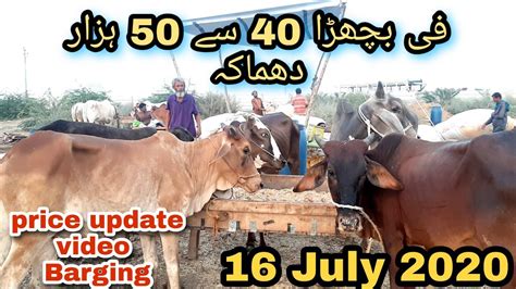 Maweshi Mandi Sohrab Goth Karachi Cattle Price Update July