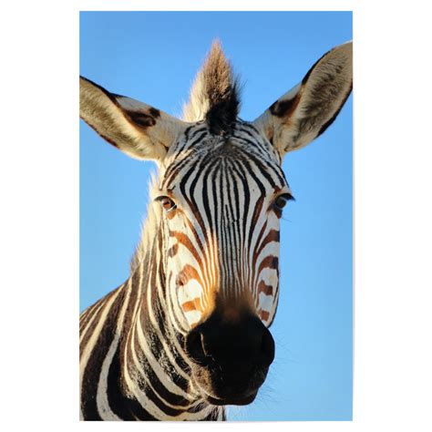 Lustiges Zebra Als Poster Bei Artboxone Kaufen