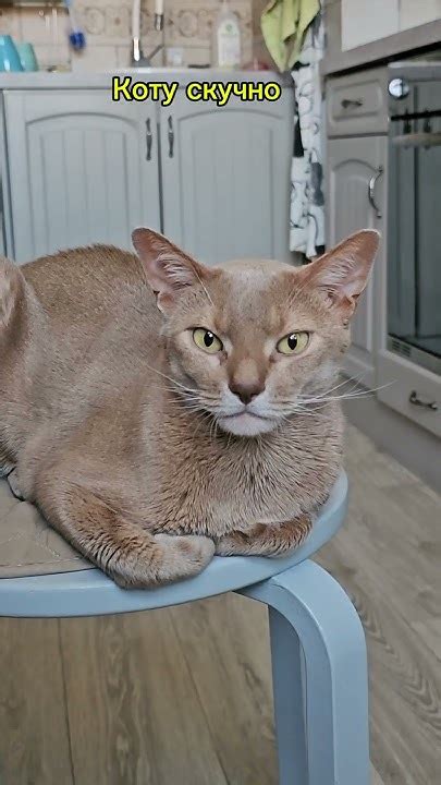 Котику скучно #cat #кот #забавныеживотные #прикол - YouTube