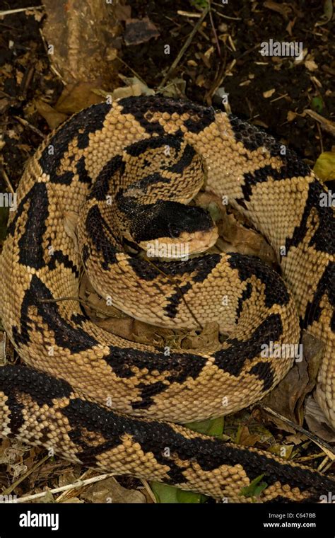 Black-headed Bushmaster - (Lachesis melanocephala) - Costa Rica ...