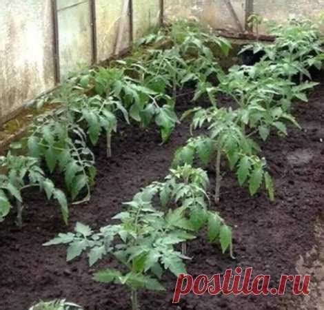 Какие удобрения томатам необходимы для полноценного роста. Азот – на ...