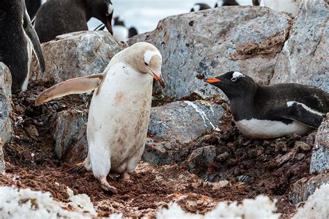 Are There Any Albino Penguins? - WorldAtlas