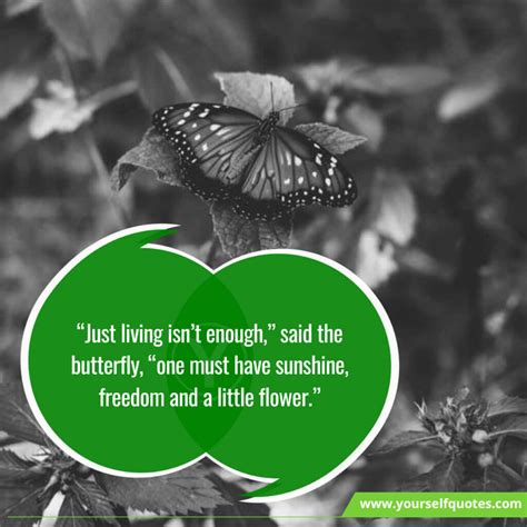 55 Quotes About Butterfly Quotes For Butterfly