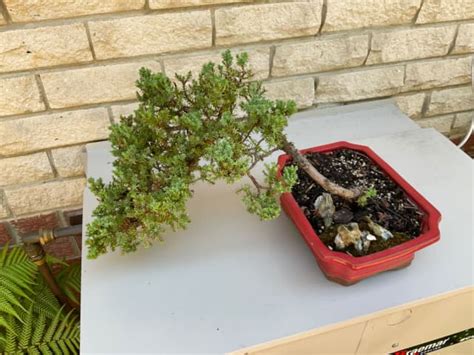 BONSAI CYPRESS TYPE PLANT 20 YEARS OLD Plants In Kilsyth VIC